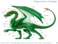 Dragons struktcur 2.jpg